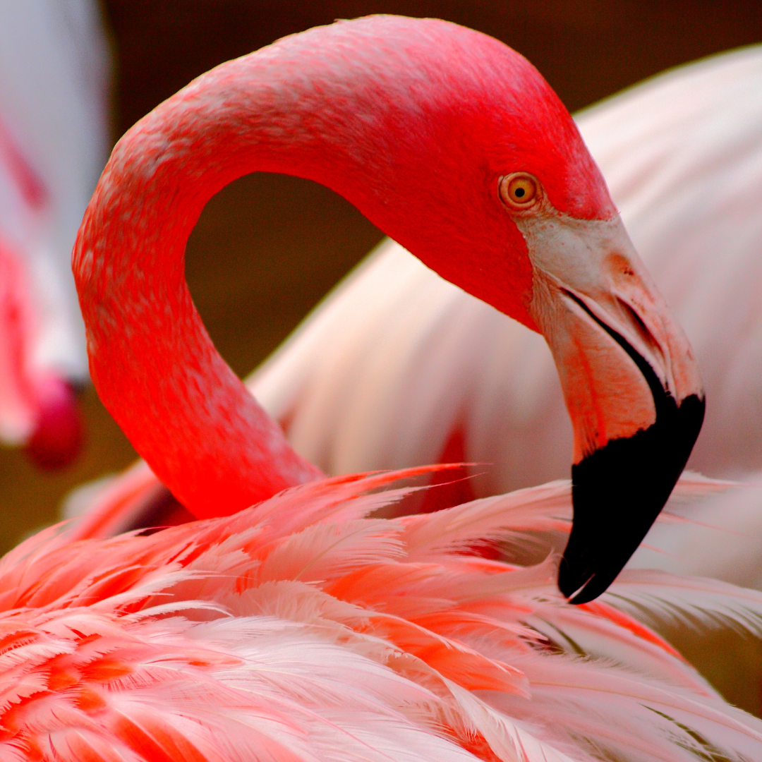 Hot Pink Flamingo