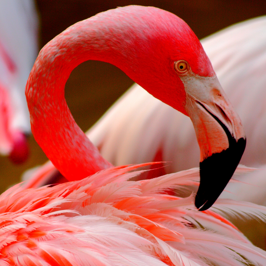 Hot Pink Flamingo