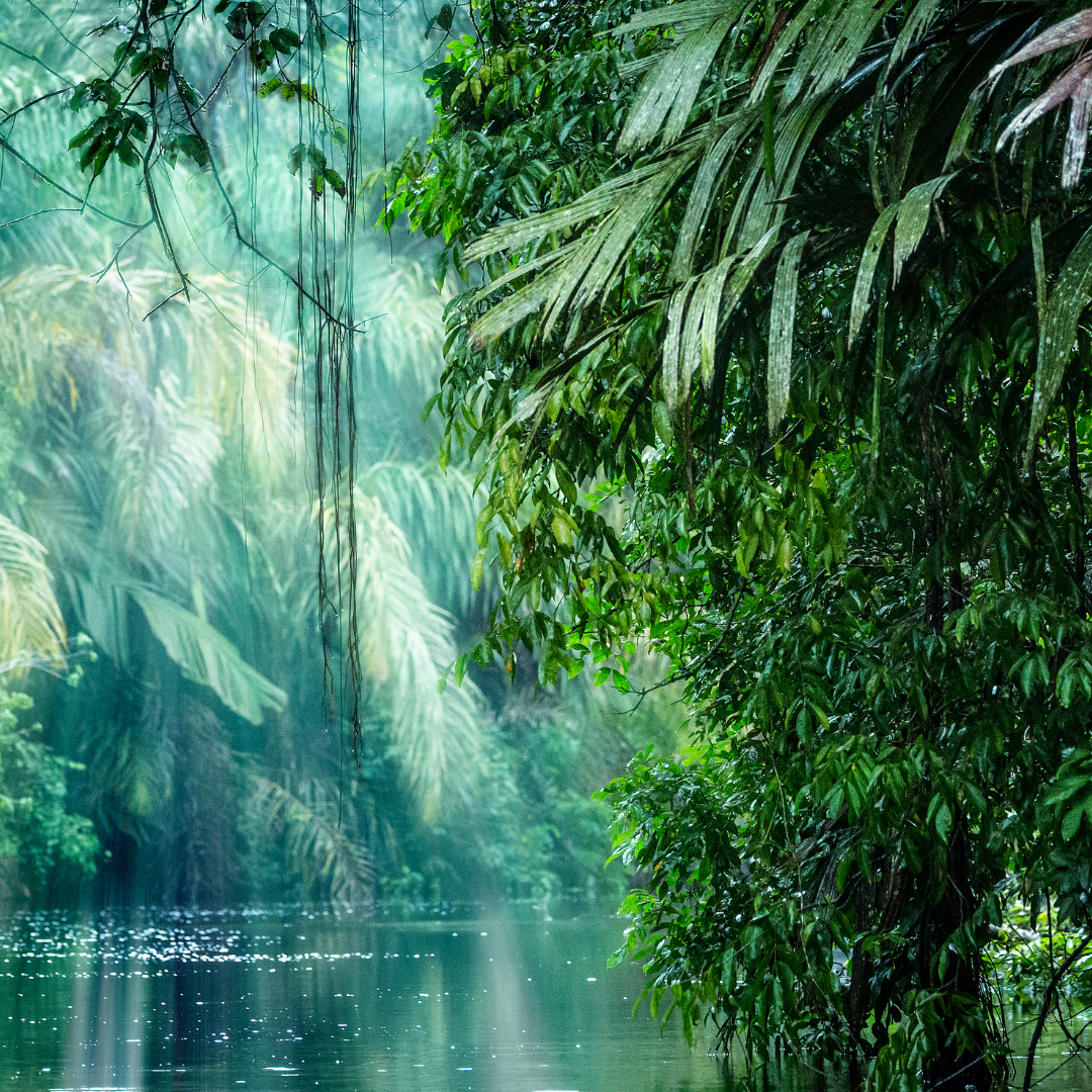 Rainforest Sugarcane