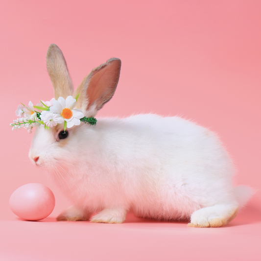 Some Bunny Loves You