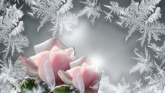 Magical Winter Blooms
