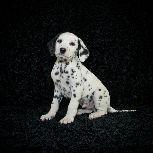 No Spots, No Spots At All